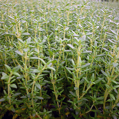 Thymus vulgaris compact kopen Kalmthout