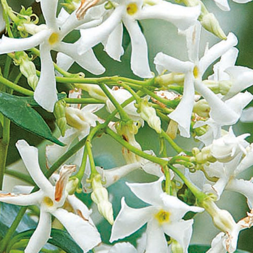 Trachelospermum jasminoides wit kopen Kalmthout