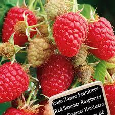 Rubus ideaus Twotimer Sugana Red kopen Kalmthout