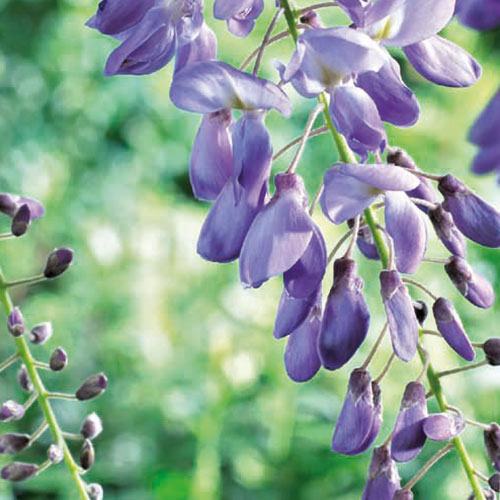 Wisteria sinensis kopen Kalmthout