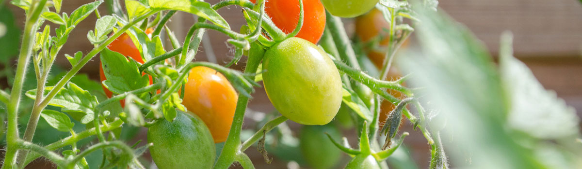 Groenteplanten kopen Kalmthout