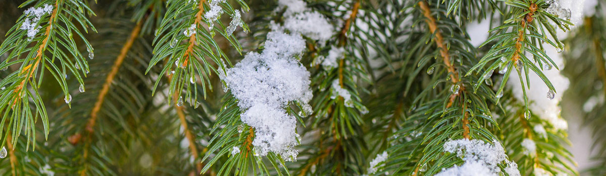 Kerstbomen kopen Kalmthout