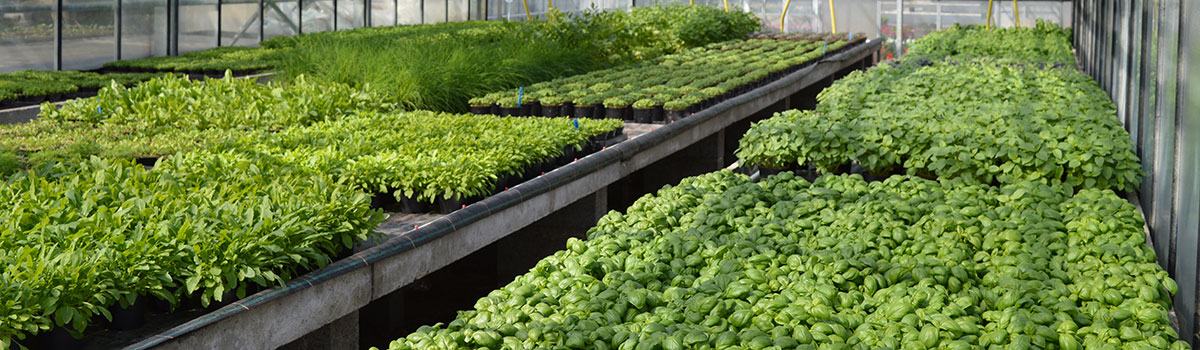 Kruidenplanten kopen Kalmthout