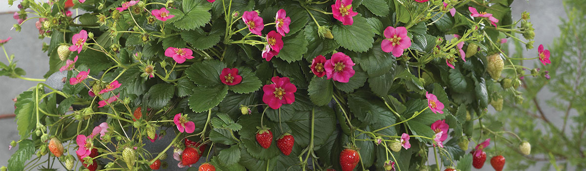 Kleinfruit planten kopen Kalmthout